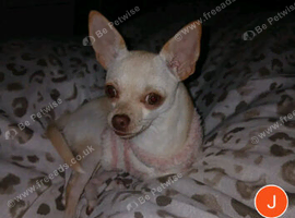 Female.chihuhua