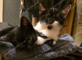 Lovely kittens