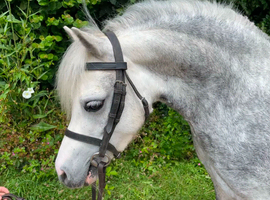 Welsh A lead rein/fr pony
