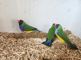 3 male gouldian