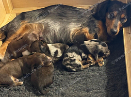 Beautiful litter of longhaired miniature dachshunds