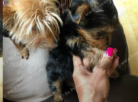 Yorkshire terrier boy pup