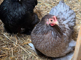 Pekin bantam hens