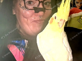 Hand Reared Tame Female Cockatiel, 1 Year Old,
