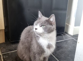 Female Ragdoll