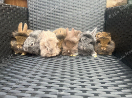 Lion head lop
