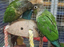 Stunning Baby Conure