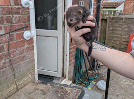 Ferrets for sale