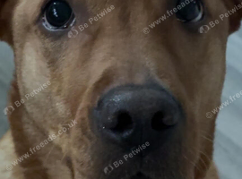 Labrador cross staffy