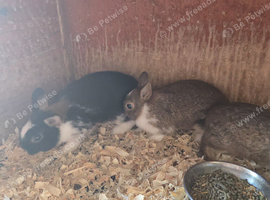 10 weeks old netherland dwarf