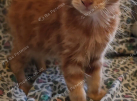 Mainecoon kittens