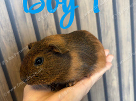 8 week old guinea pigs