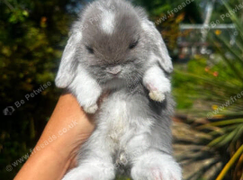 Friendly Baby Mini Lops