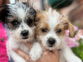 Jack Russell puppies
