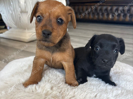 Lakeland terrier