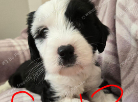 Tibetan Terrier puppies READY NOW