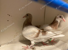 Mealy Pigeons