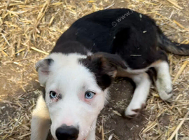 Border Collie pup