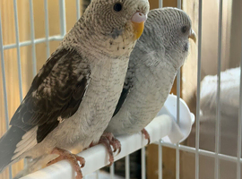Black wings budgies