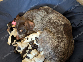 Gurman wire hair pointer/ gurman sort haired ponter