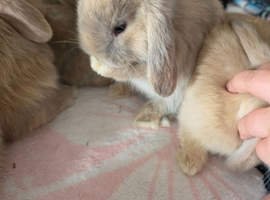 5 week old french lops