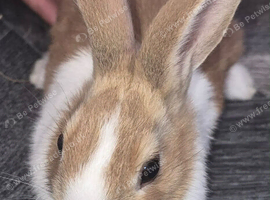 Dutch bunnys