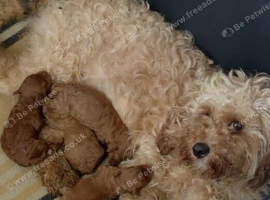 F2 cavapoo