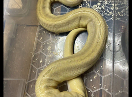 Champagne Royal Python