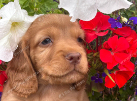 Cocker spaniel puppies