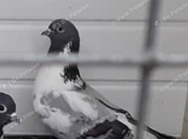 Pigeon Wolverhampton mag in Sheffield