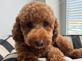 Toy Poodle