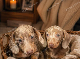 Miniature dachshund