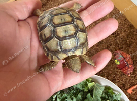 2 baby greek spur tortoises