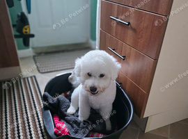 Franky (bichon frise) free to good home