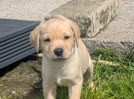 gamekeeper has some outstanding Labrador pups for sale