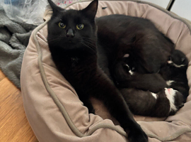1 gorgeous girl kitten left