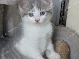 GORGEOUS SHORTHAIR CROSS BLUE/GREY BOY AND GIRL