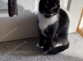 5 year old cat