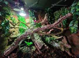 Vivexotic Arboreal Vivarium