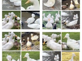 Pure bred white crested duck eggs x 6