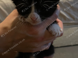 Kittens for sale