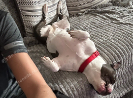 Storm/pocket bully