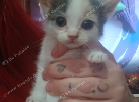 Kittens looking for their forever home