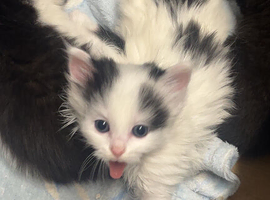 2 female kittens &pound;30 each