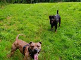 Dog sitter / house-sitting services.
