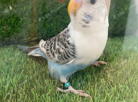 Young budgies