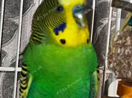 Baby budgie