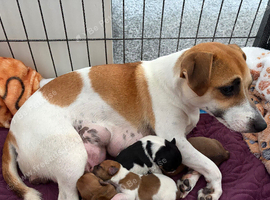 Jack Russell Puppies for sale