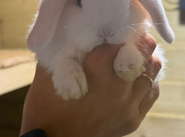White mini lop blue eyes 8weeks