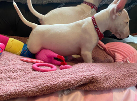 2 girls 9 weeks old READY FOR LOVING HOMES
